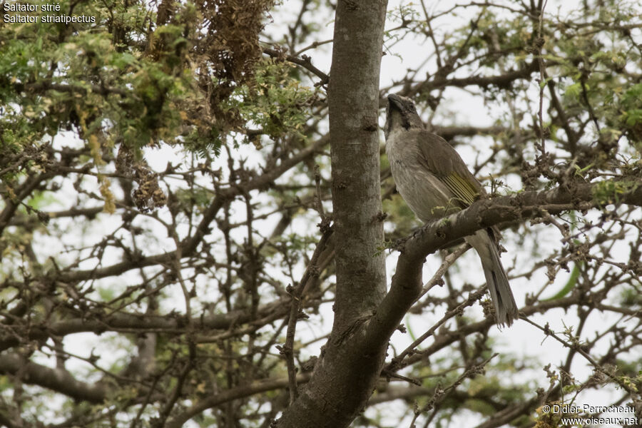 Streaked Saltator