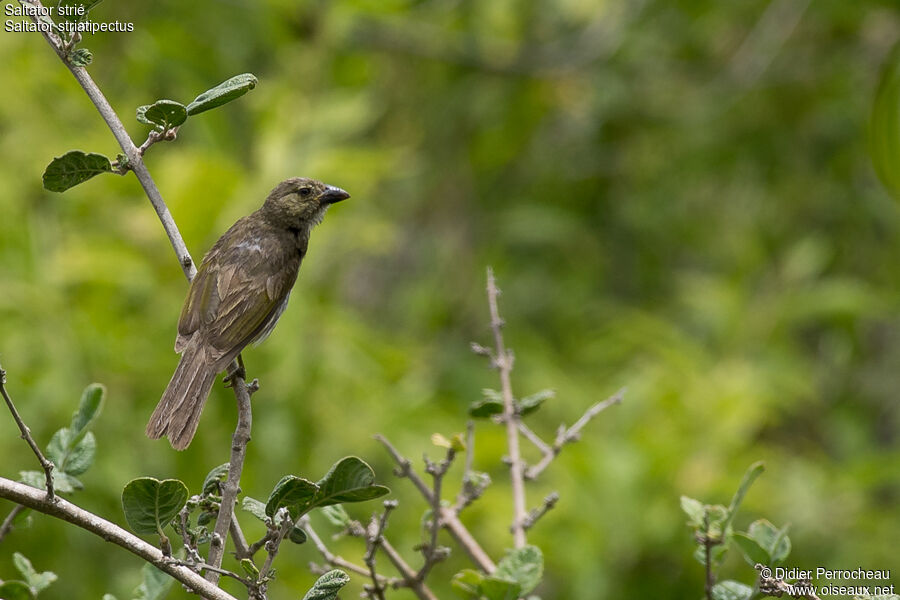 Streaked Saltator