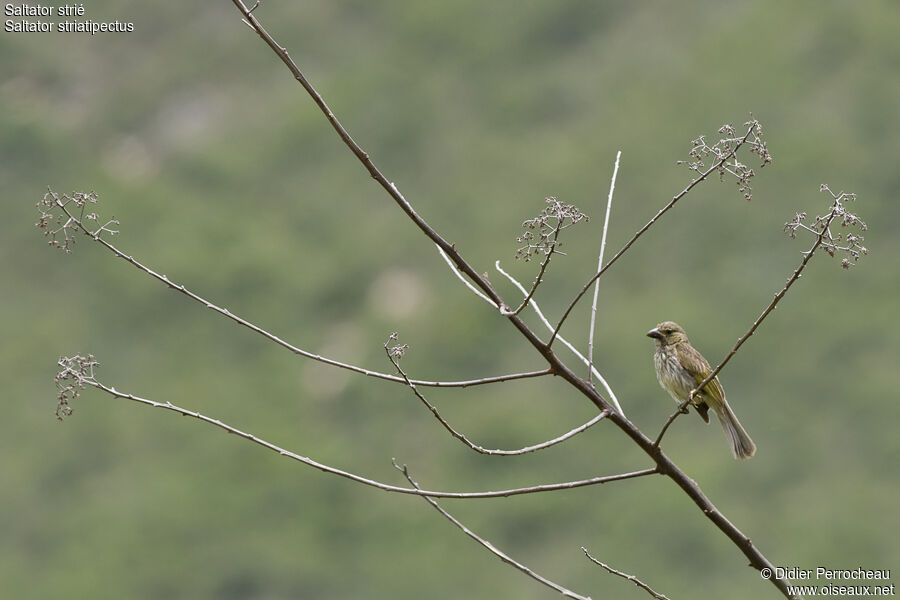 Streaked Saltator