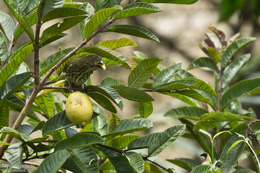 Saltator striéadulte, mange