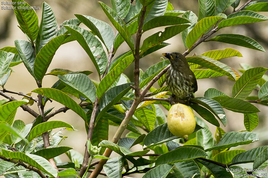 Streaked Saltator