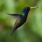 White-chinned Sapphire