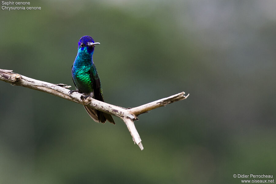 Golden-tailed Sapphire