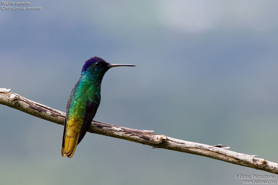 Golden-tailed Sapphire