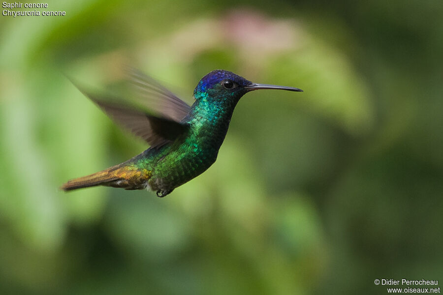 Golden-tailed Sapphire