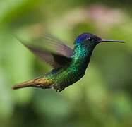 Golden-tailed Sapphire