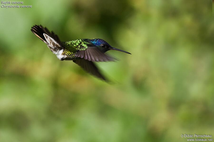 Golden-tailed Sapphire