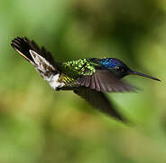 Golden-tailed Sapphire