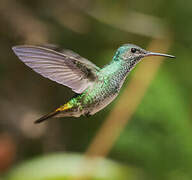 Golden-tailed Sapphire