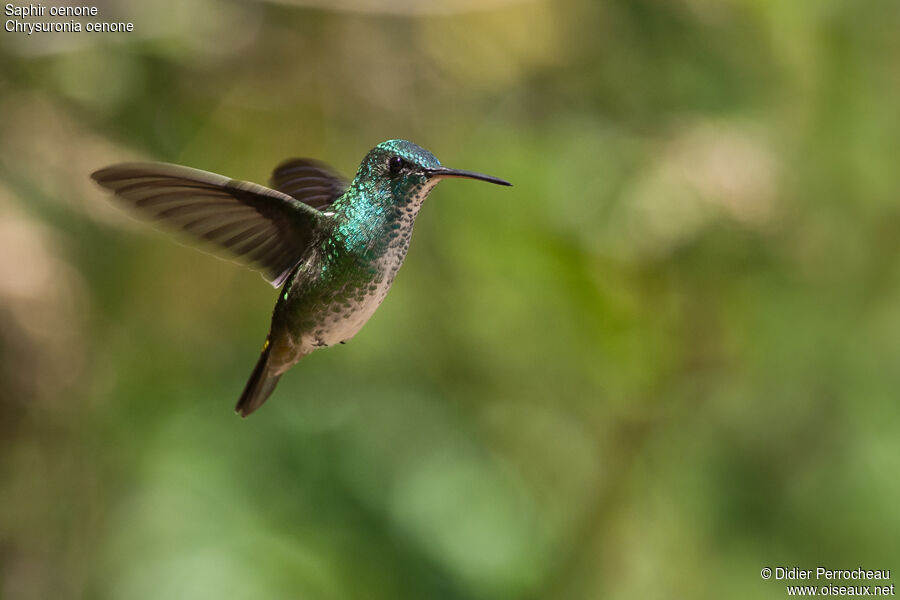 Golden-tailed Sapphire