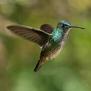 Golden-tailed Sapphire