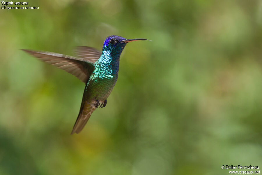 Golden-tailed Sapphire