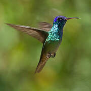 Golden-tailed Sapphire