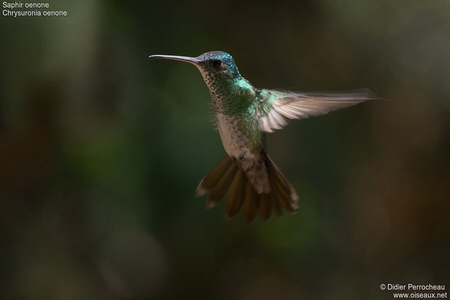 Golden-tailed Sapphire