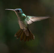 Golden-tailed Sapphire