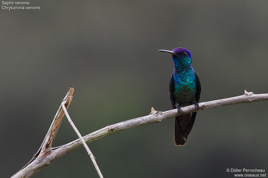 Golden-tailed Sapphire