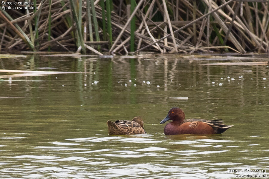 Cinnamon Teal