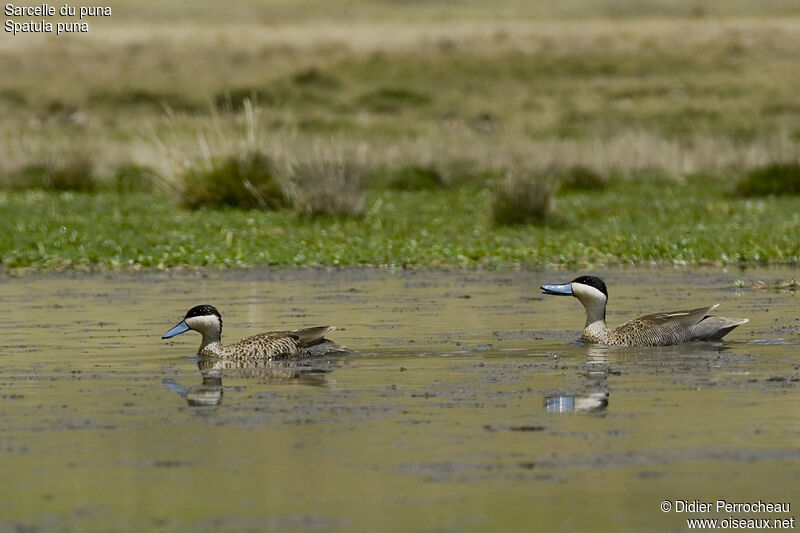 Puna Teal 