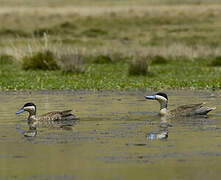 Puna Teal