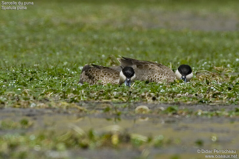 Puna Teal 