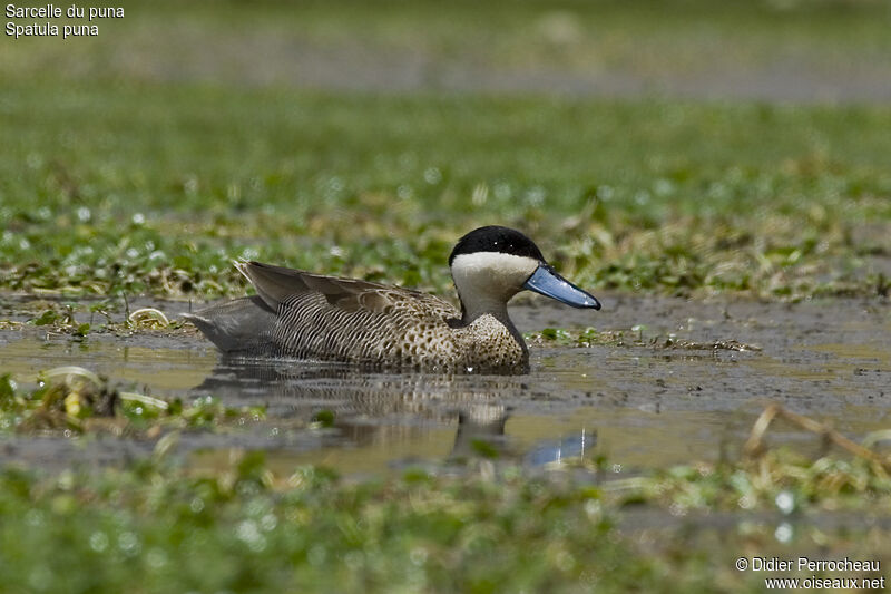 Puna Teal male