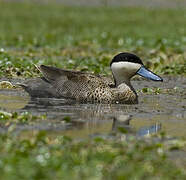 Puna Teal