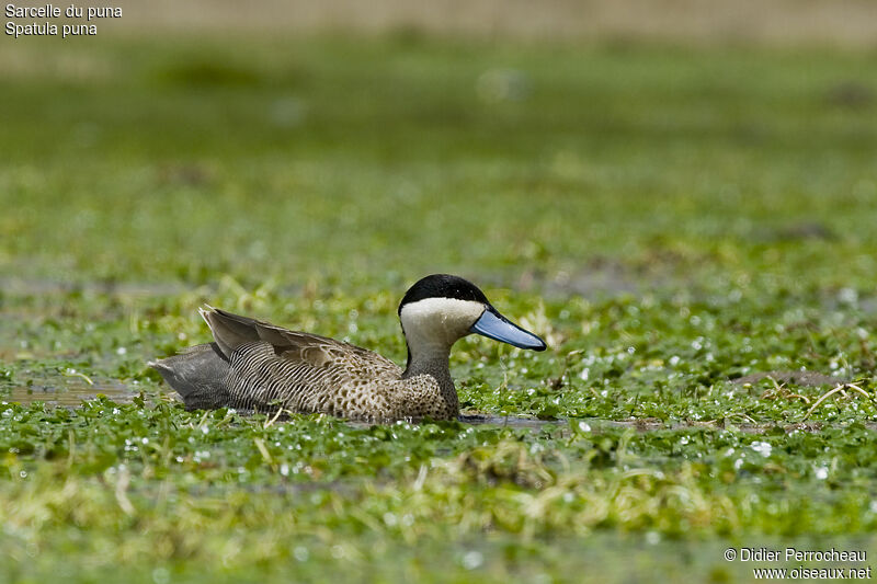 Puna Teal male, identification