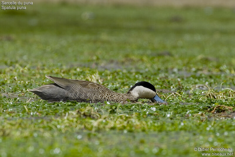 Puna Teal male