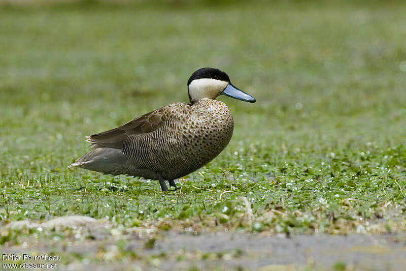 Puna Tealadult, aspect