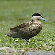 Puna Teal