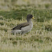 Yellow-billed Teal