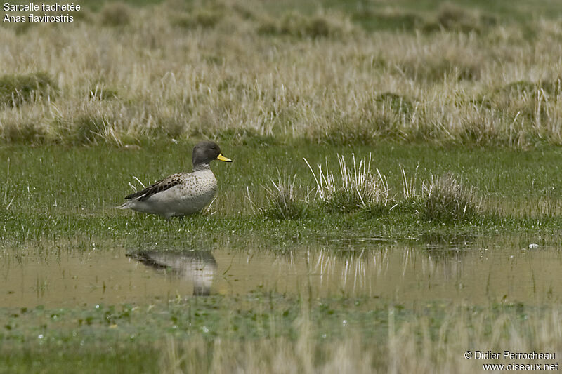 Yellow-billed Teal