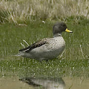 Yellow-billed Teal