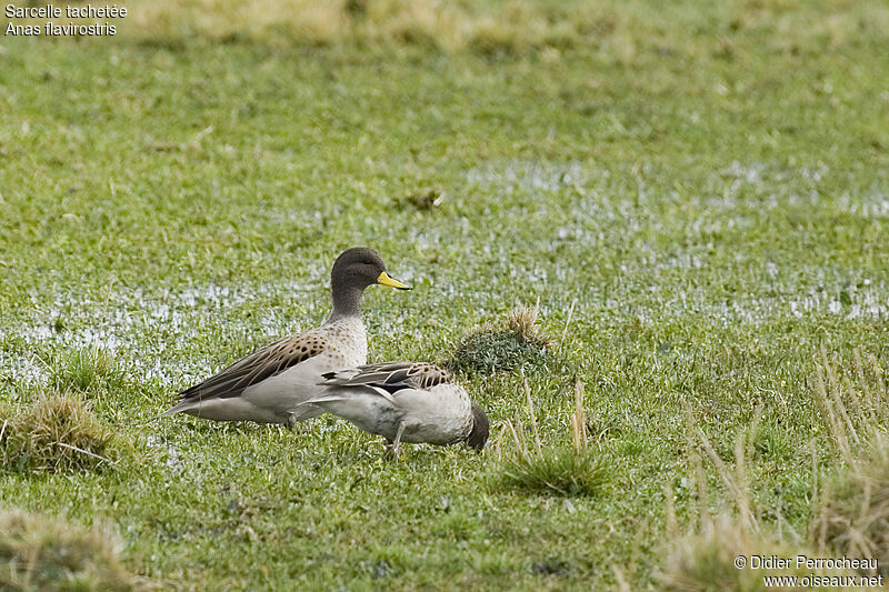 Yellow-billed Teal 