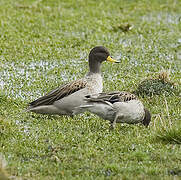 Yellow-billed Teal