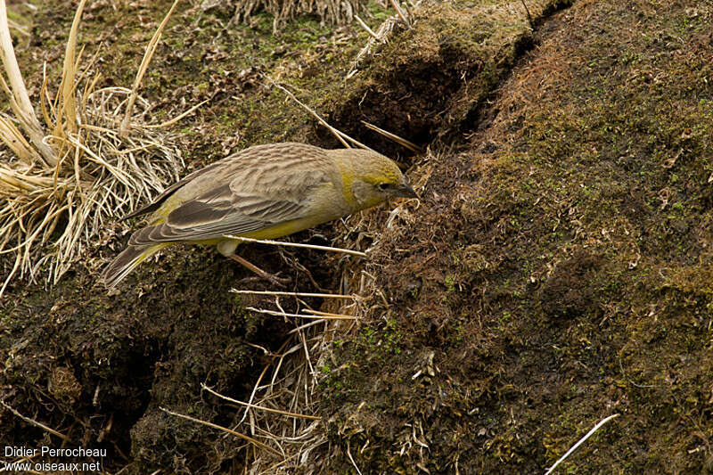 Sicale à croupion jaune femelle adulte