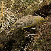 Bright-rumped Yellow Finch