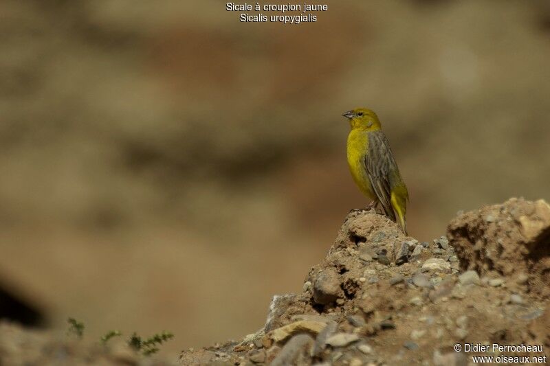 Bright-rumped Yellow Finch male adult