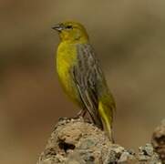 Bright-rumped Yellow Finch