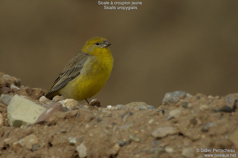 Bright-rumped Yellow Finch male adult