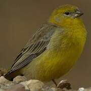 Bright-rumped Yellow Finch