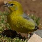 Sicale à croupion jaune