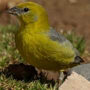 Sicale à croupion jaune