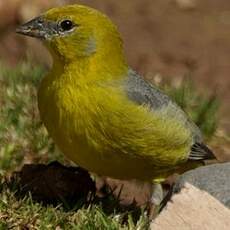 Sicale à croupion jaune