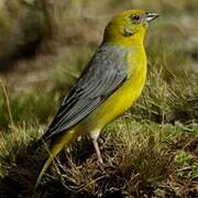 Bright-rumped Yellow Finch