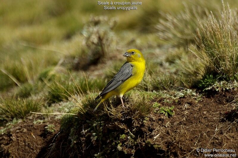 Bright-rumped Yellow Finch male adult