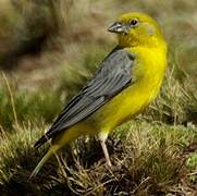 Sicale à croupion jaune