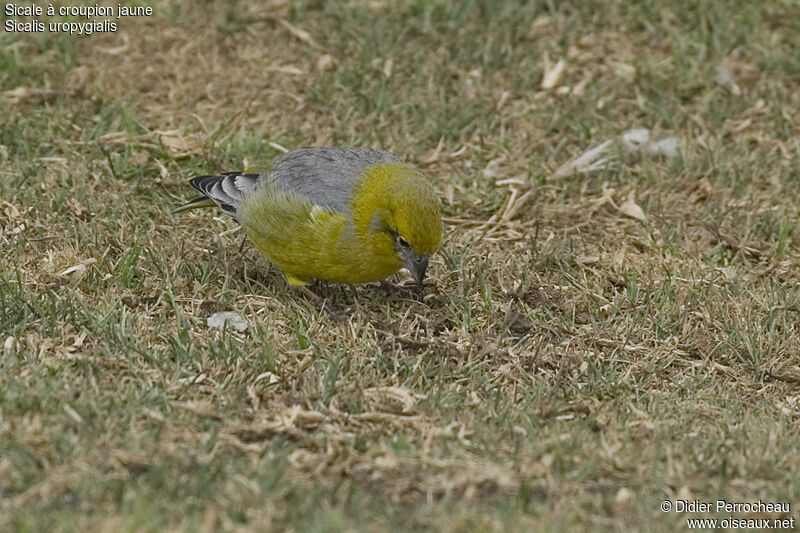 Bright-rumped Yellow Finch