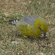 Bright-rumped Yellow Finch