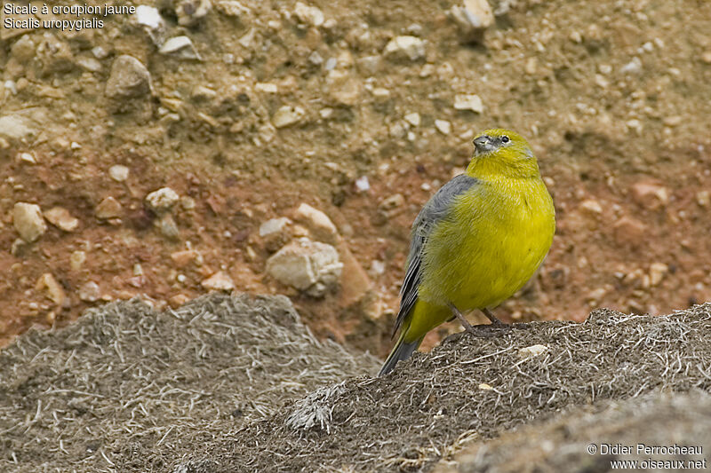 Sicale à croupion jaune mâle, identification